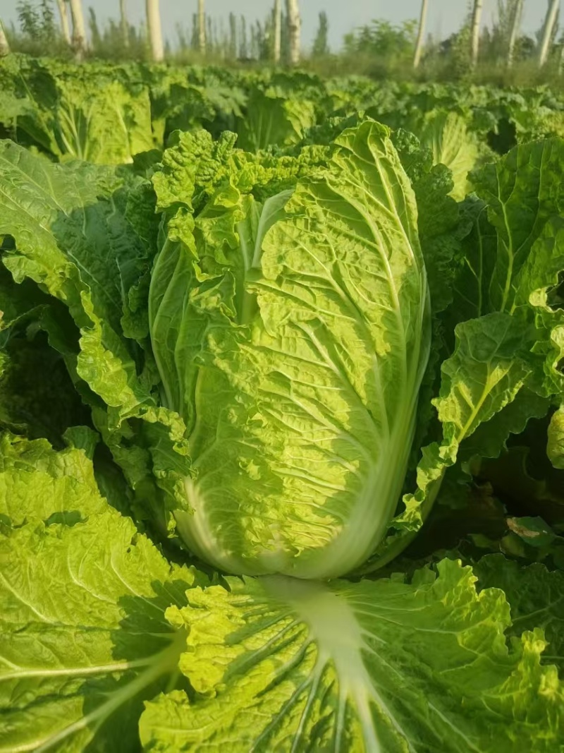 大白菜，黄心白菜