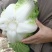 大白菜，黄心白菜