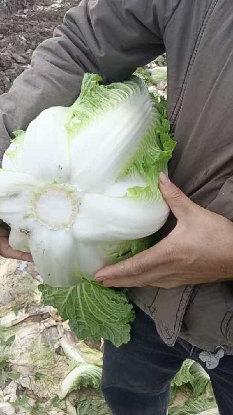 大白菜，黄心白菜