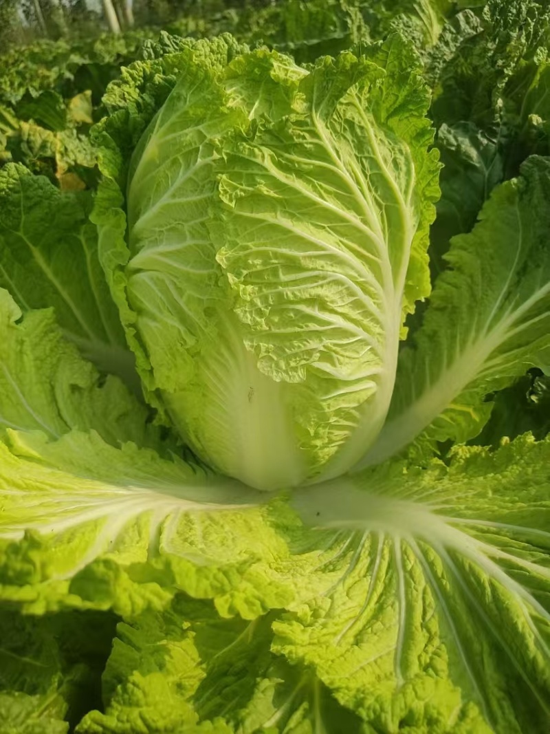 大白菜，黄心白菜