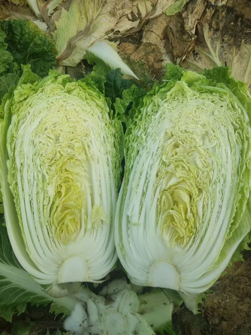 大白菜，黄心白菜