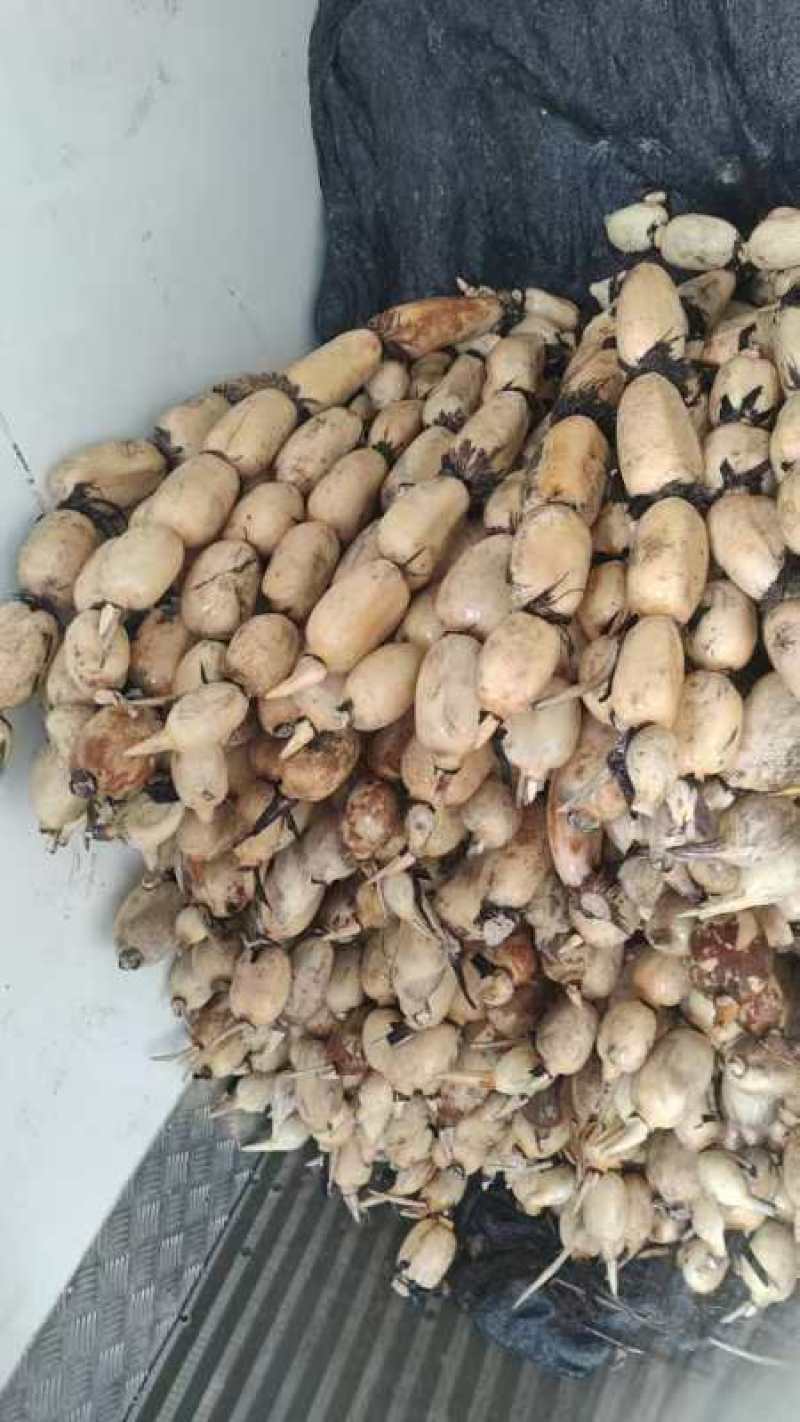 优质莲藕，藕白条形好品质好质量好货源充足诚信经营
