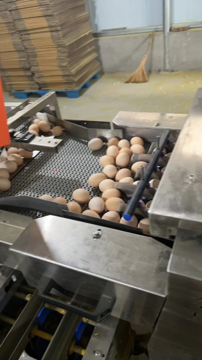 河北鲜鸡蛋粉壳鸡蛋一箱十二盘净重45左右可一件代发欢迎咨询