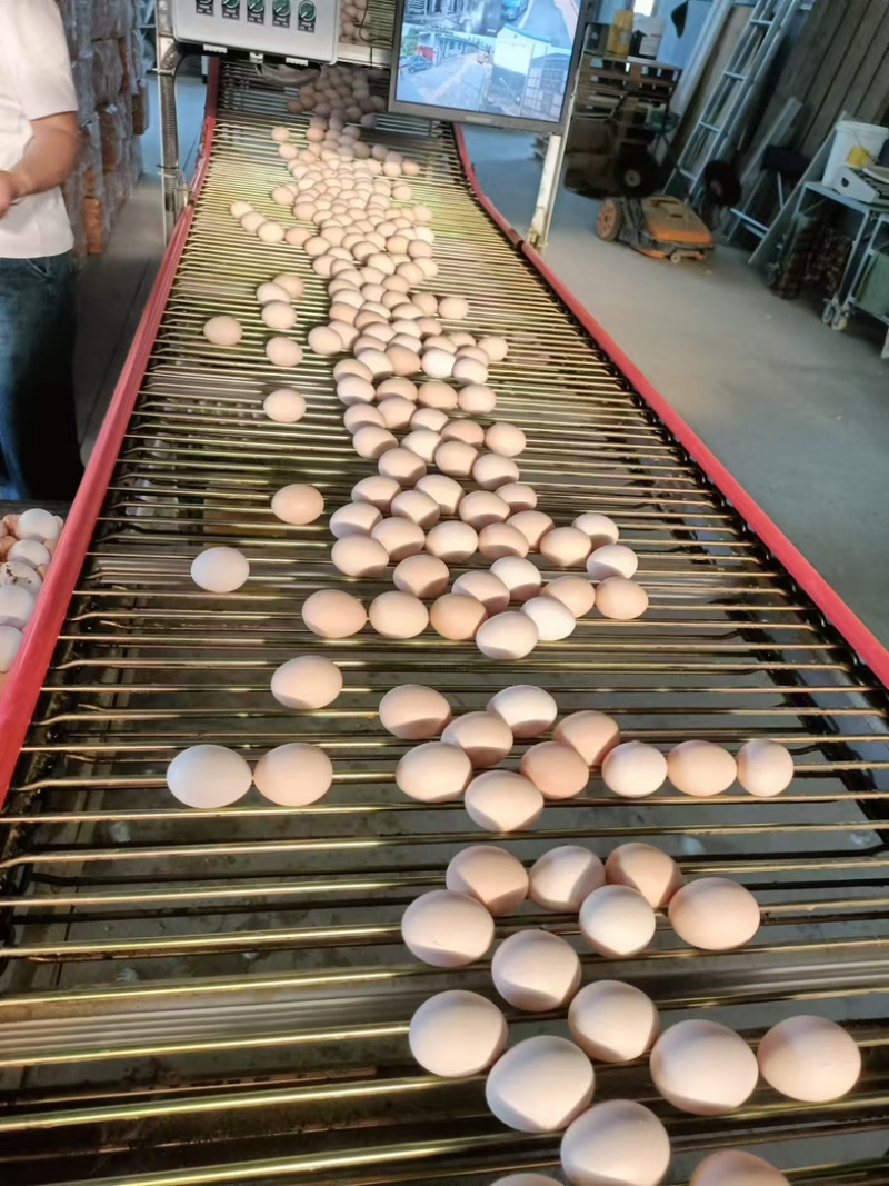河北鲜鸡蛋粉壳鸡蛋一箱十二盘净重45左右可一件代发欢迎咨询