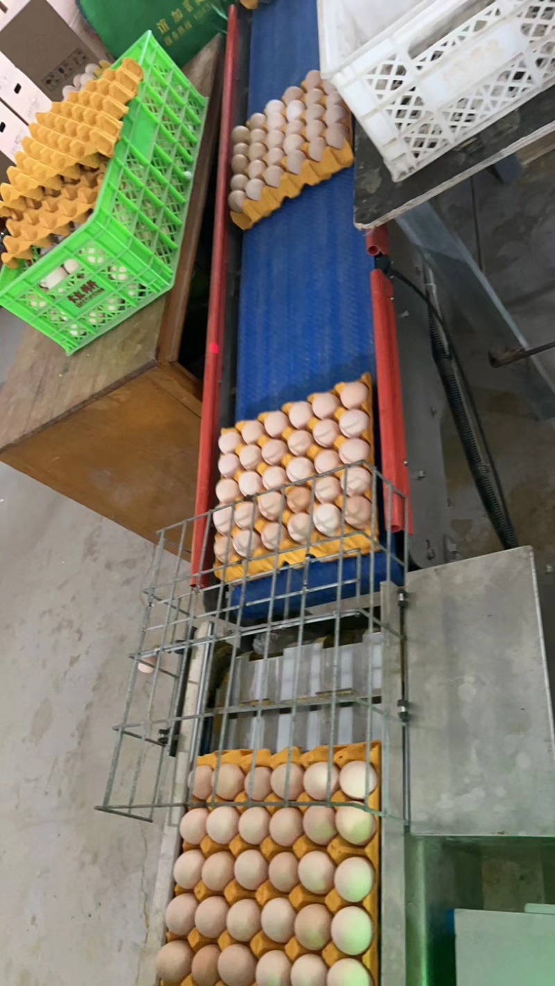 河北鲜鸡蛋粉壳鸡蛋一箱十二盘净重45左右可一件代发欢迎咨询