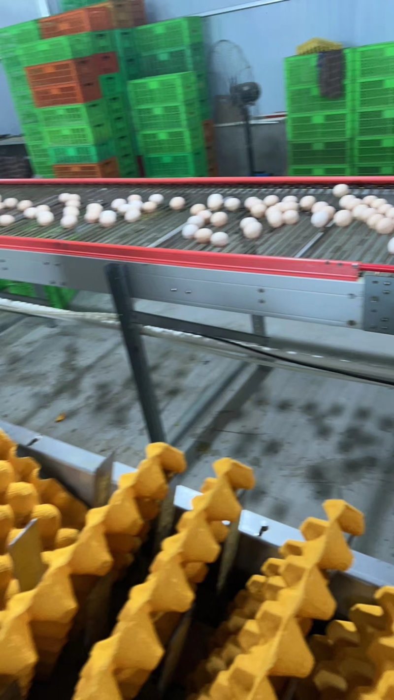 河北鲜鸡蛋粉壳鸡蛋一箱十二盘净重45左右可一件代发欢迎咨询