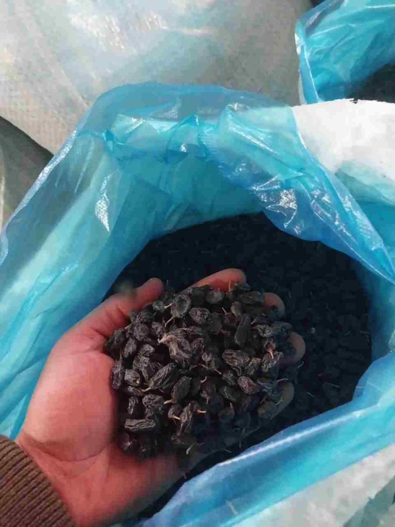 黑加仑葡萄干各种大小颗粒各种规格
