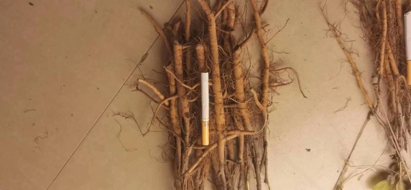 大量出售牡丹苗