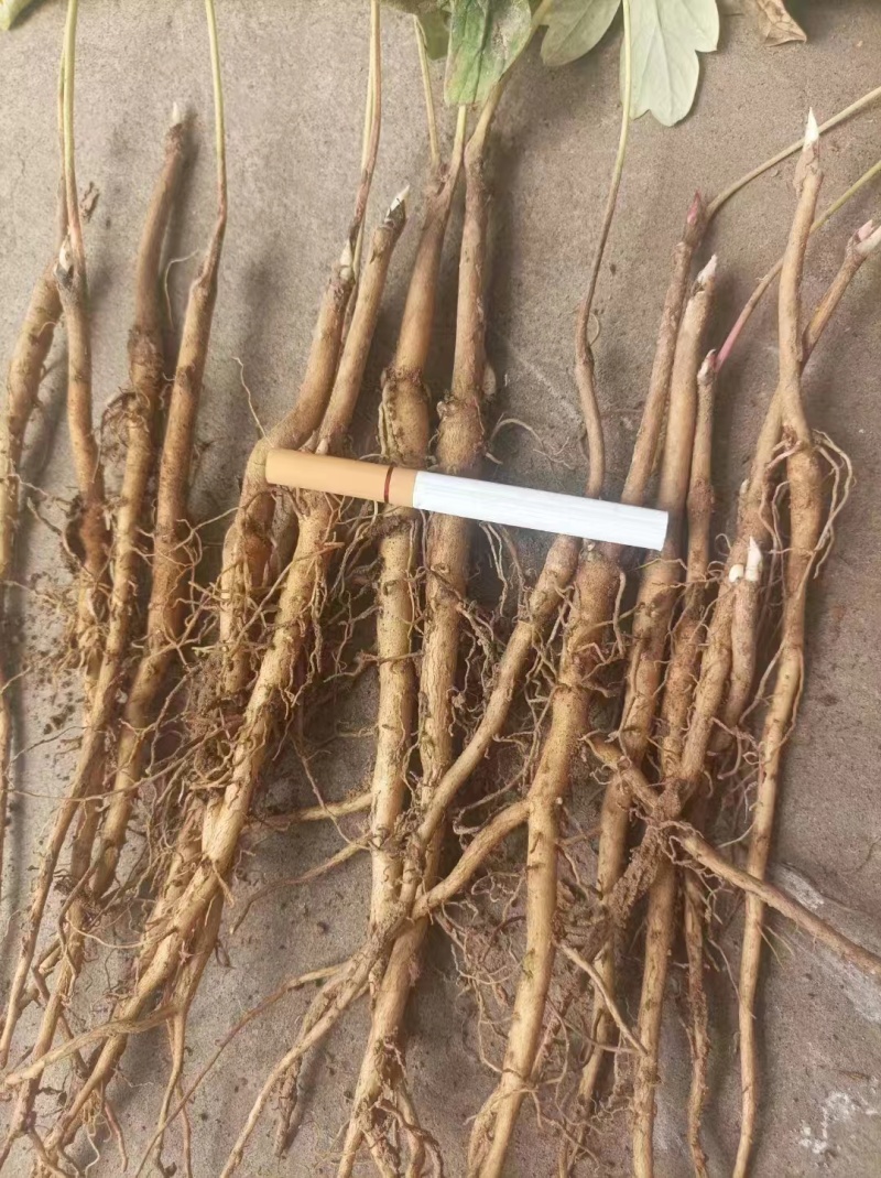 大量出售牡丹苗