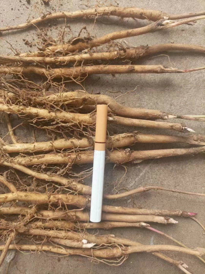 大量出售牡丹苗