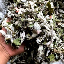 纯野生艾叶大叶艾草艾香浓郁