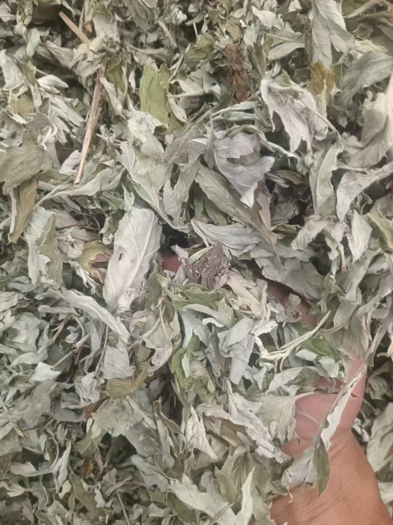 纯野生艾叶大叶艾草艾香浓郁