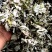 纯野生艾叶大叶艾草艾香浓郁