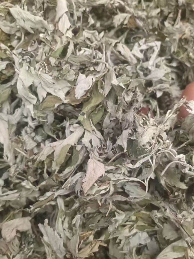 纯野生艾叶大叶艾草艾香浓郁