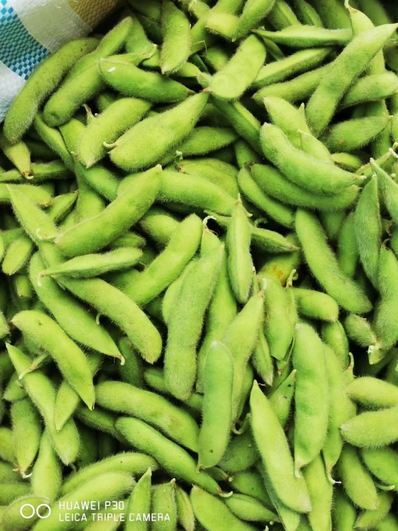 大青豆，打米豆，量大