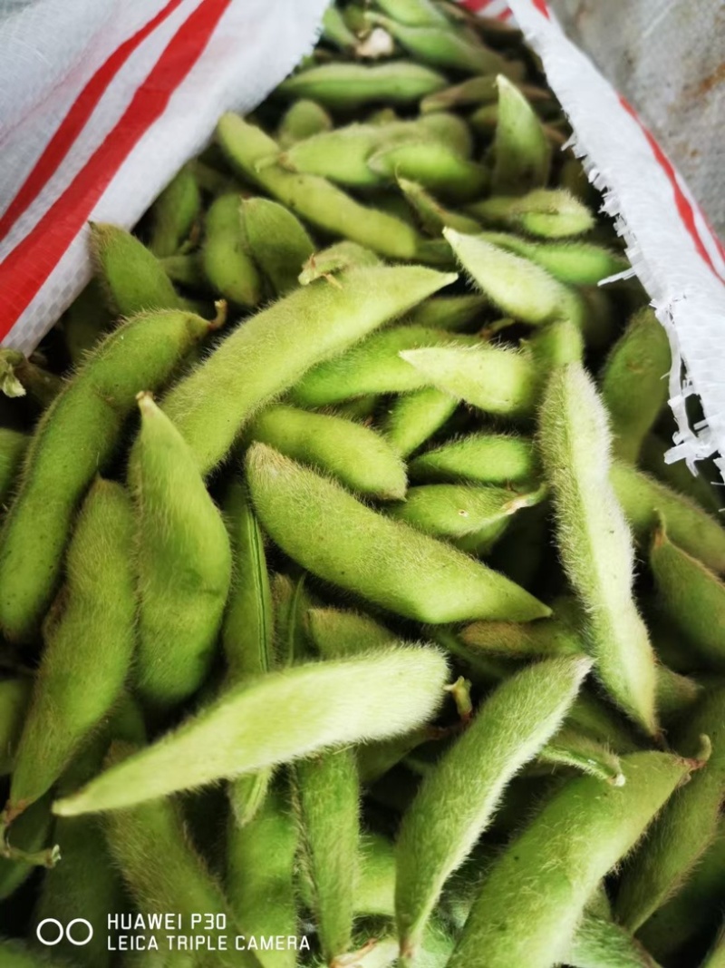 大青豆，打米豆，量大