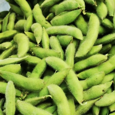 大青豆，打米豆，量大