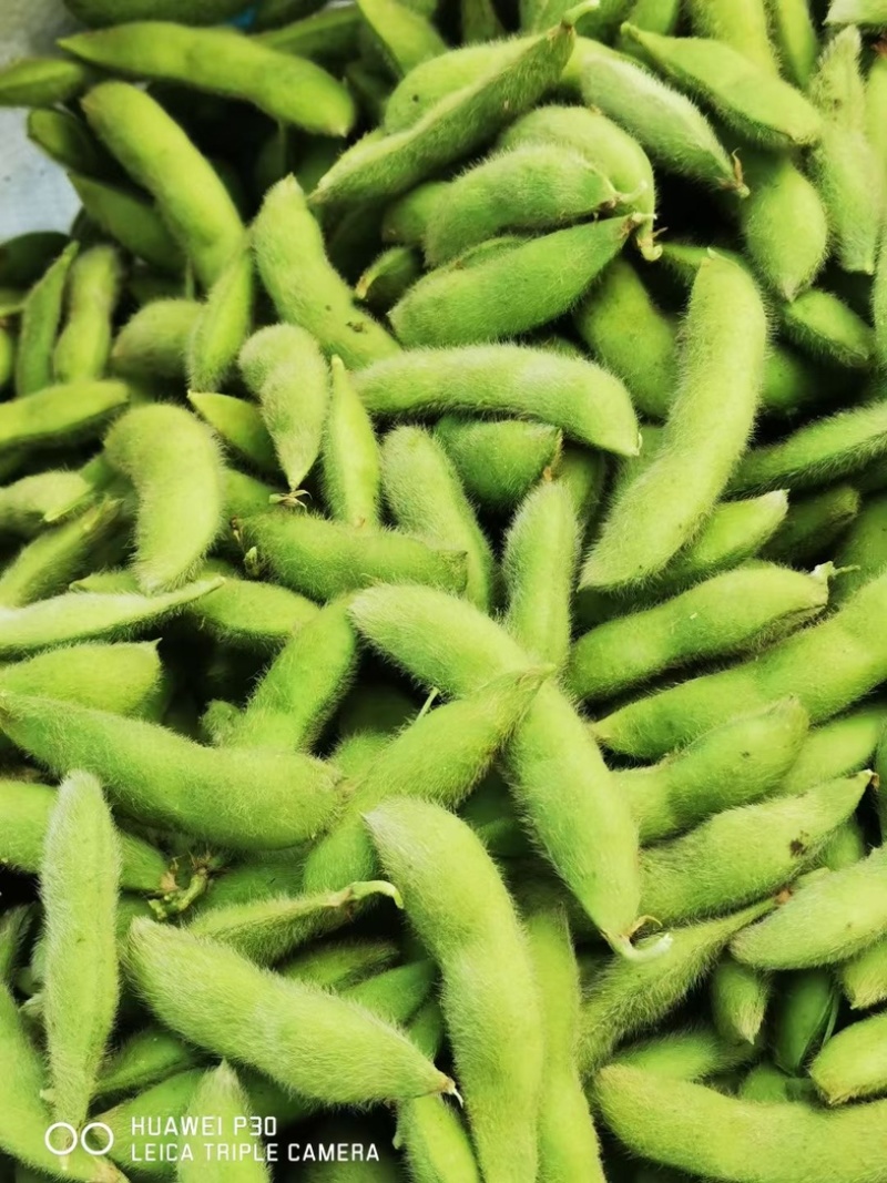 大青豆，打米豆，量大