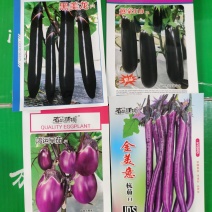 春秋长茄鸿运早茄越豪919系列紫茄子品种