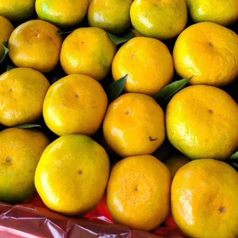 【推荐】陕西精品大量高山蜜橘上市产地直发价优欢迎