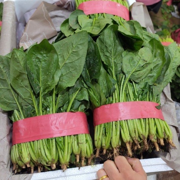 精品菠菜