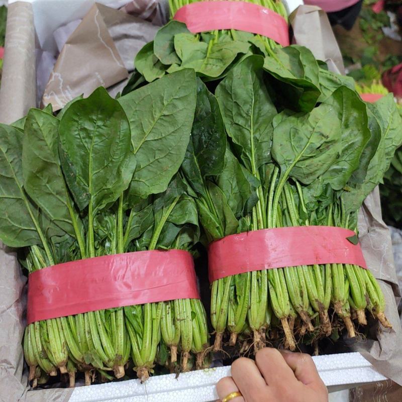 精品菠菜