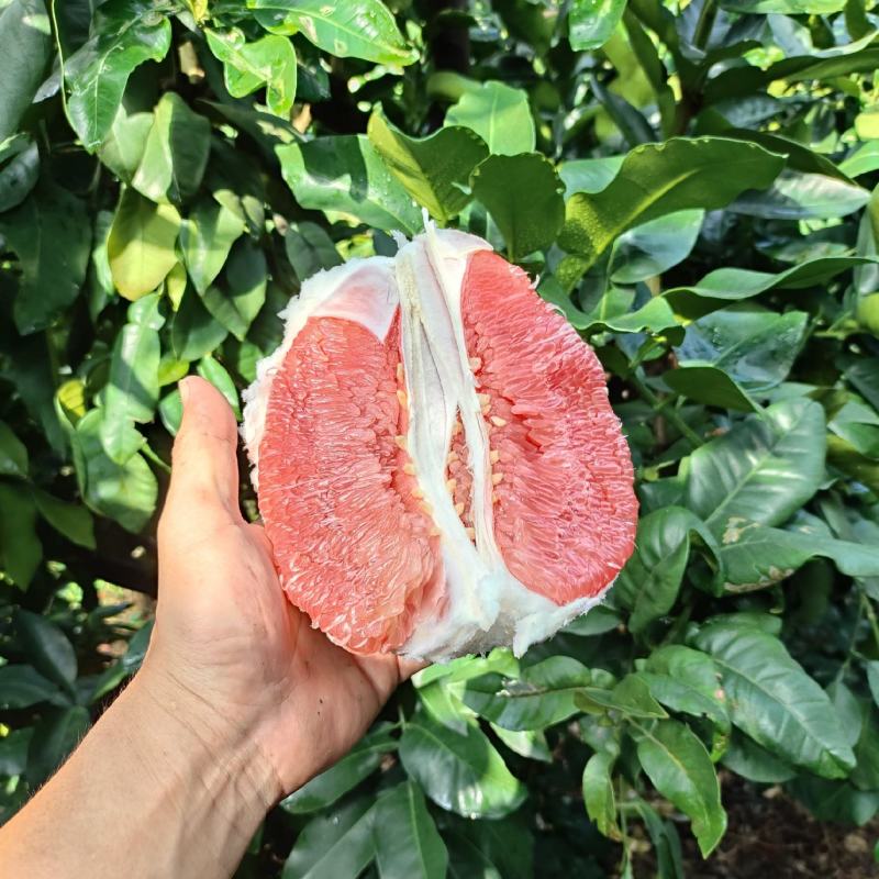 平和坂仔红心蜜柚