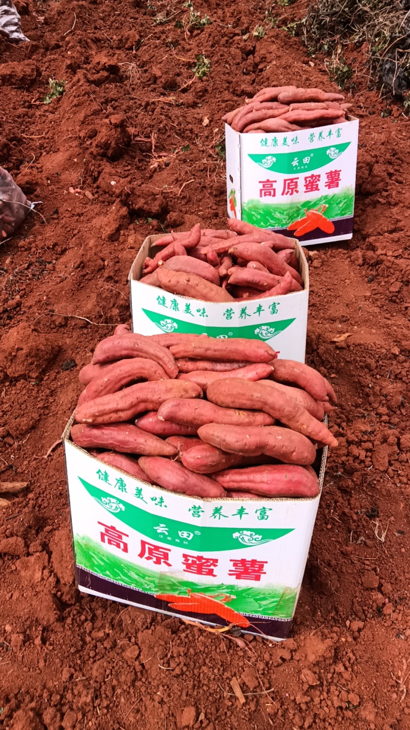 云南高原蜜薯西瓜红电商货，市场货天天有货