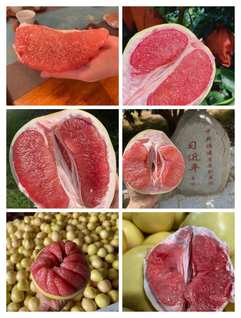 平和坂仔红心蜜柚