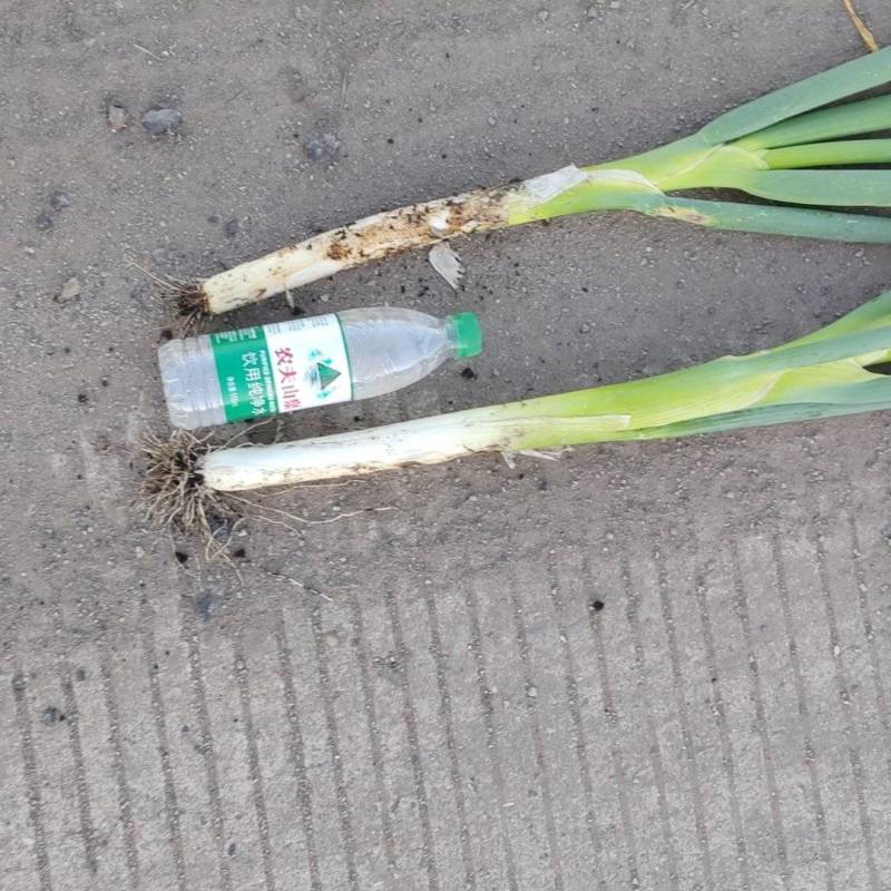 长白大葱