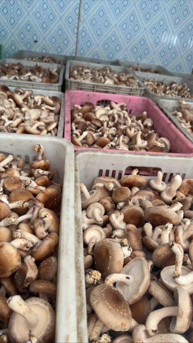 【牛商】河北产地直发精品香菇大集货，价格优惠欢迎