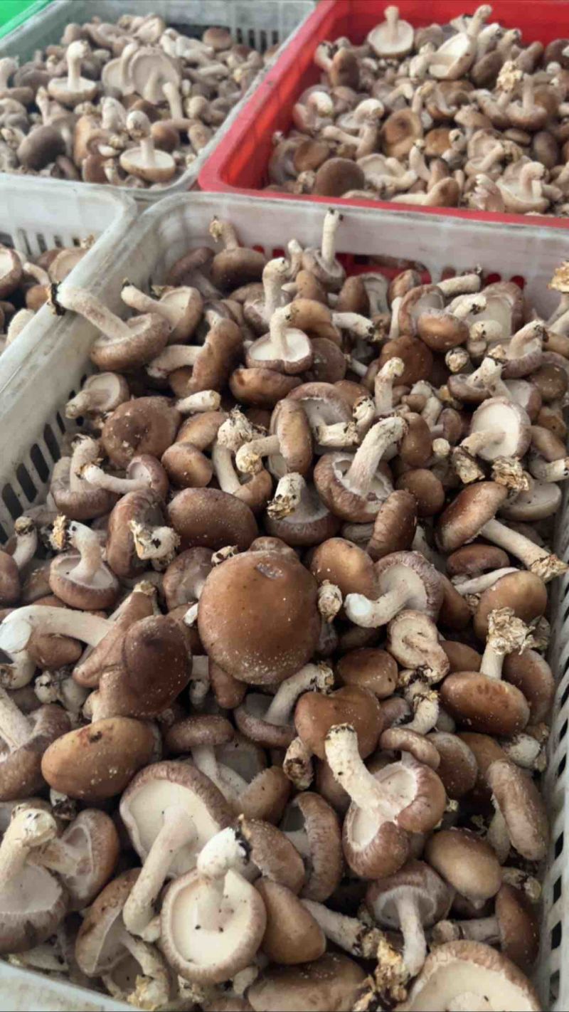 【牛商】河北产地直发精品香菇大集货，价格优惠欢迎