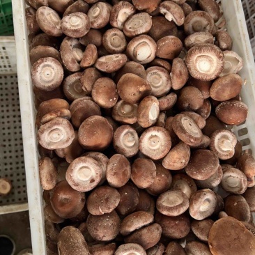 【推荐】鲜香菇品质保障对接工厂用可视频看货欢迎