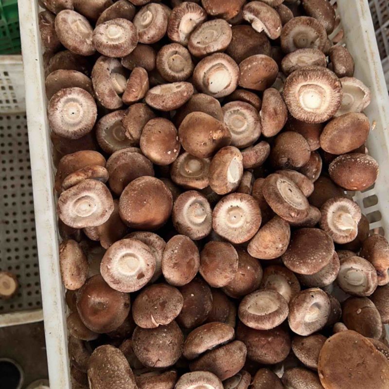 【推荐】鲜香菇品质保障对接工厂用可视频看货欢迎