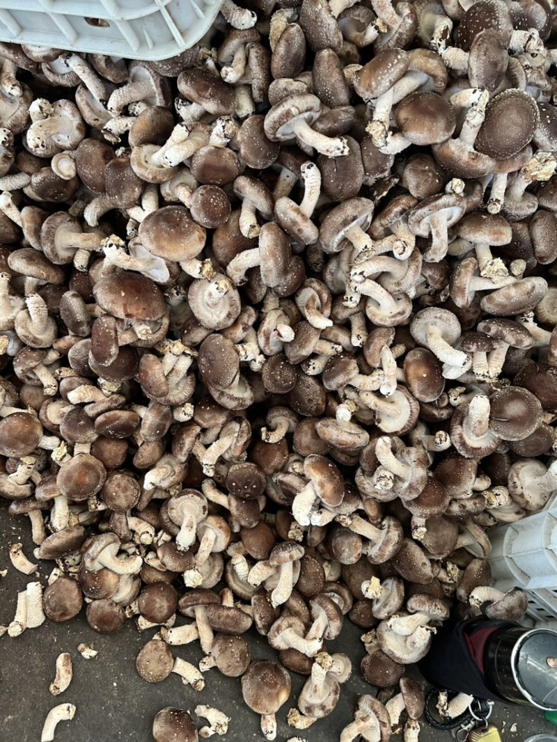 【推荐】鲜香菇品质保障对接工厂用可视频看货欢迎