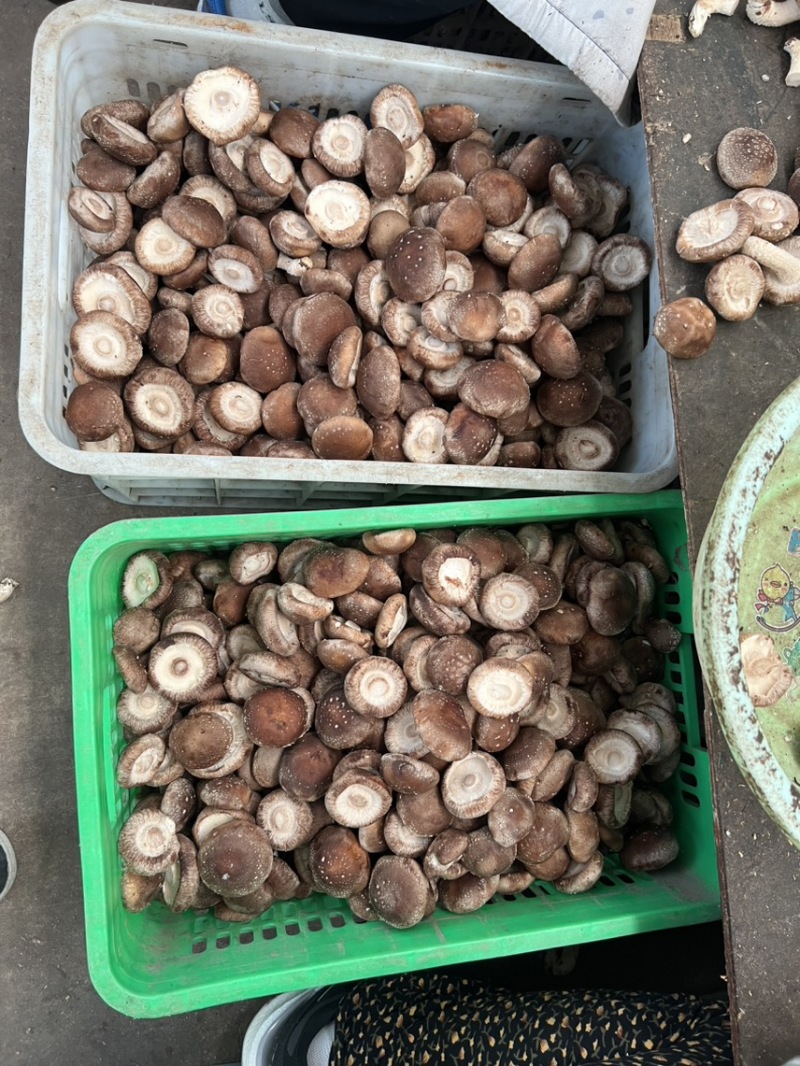 【推荐】鲜香菇品质保障对接工厂用可视频看货欢迎