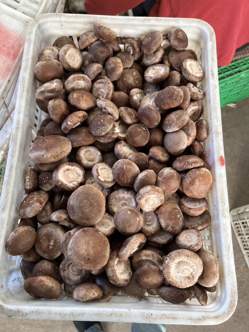 【推荐】鲜香菇品质保障对接工厂用可视频看货欢迎