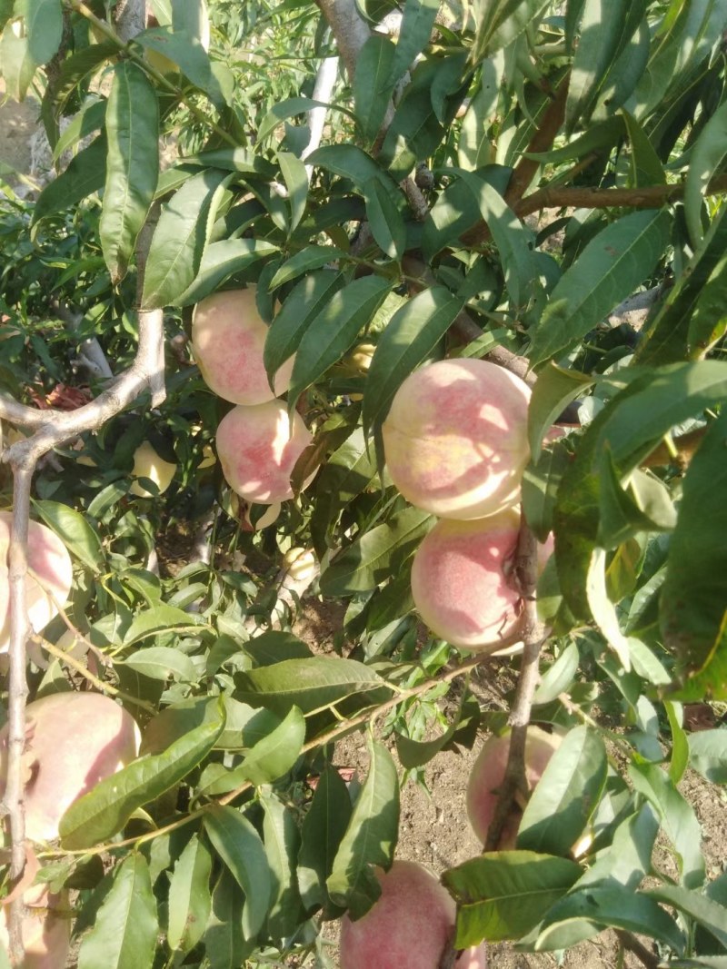金秋红蜜，果园直供，口感好.甜度高，发全国