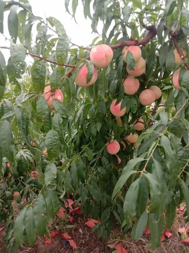 金秋红蜜，果园直供，口感好.甜度高，发全国