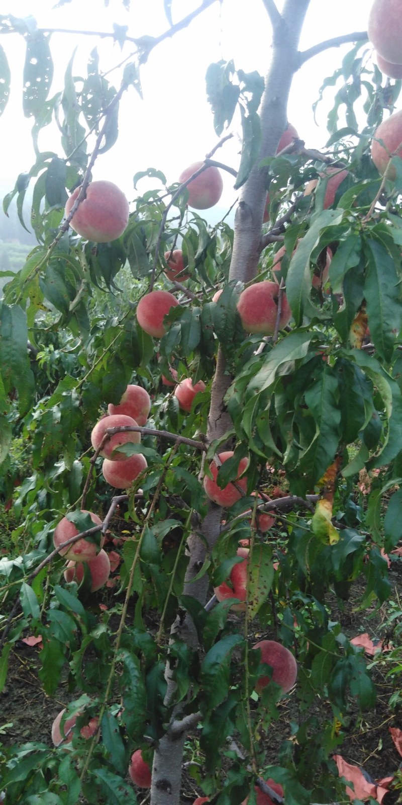 金秋红蜜，果园直供，口感好.甜度高，发全国