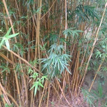 琴丝竹，枝干金黄，叶子始终保持翠绿，土质黄土，保证土球完