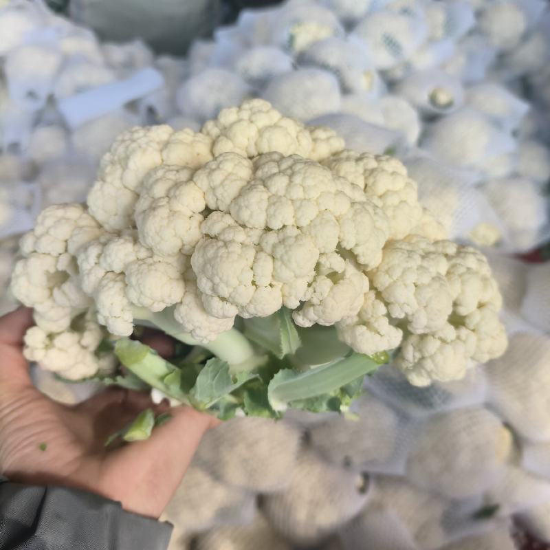 有机菜花大量上市产地直发品质保证价格优惠欢迎来电洽谈