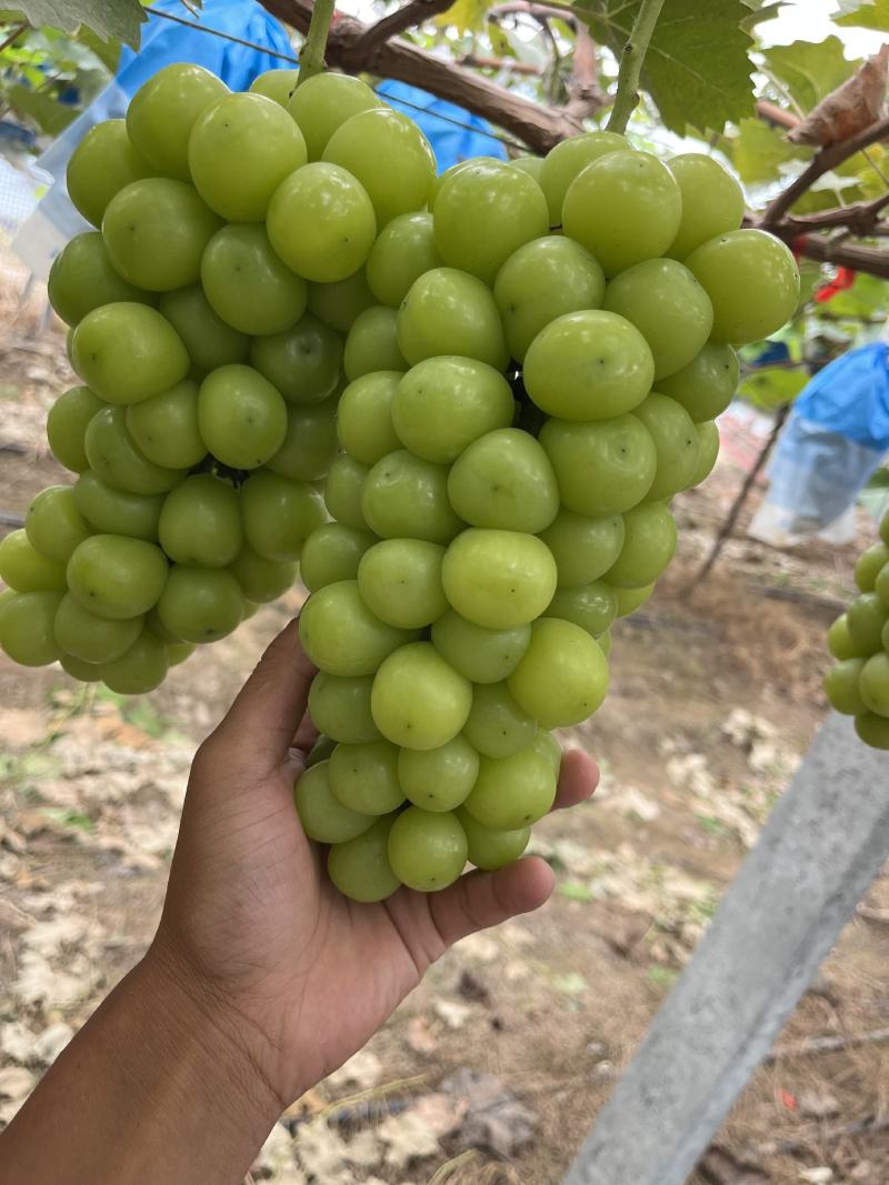 阳光玫瑰