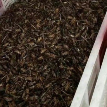 优质养殖蟋蟀，质量好，价格低