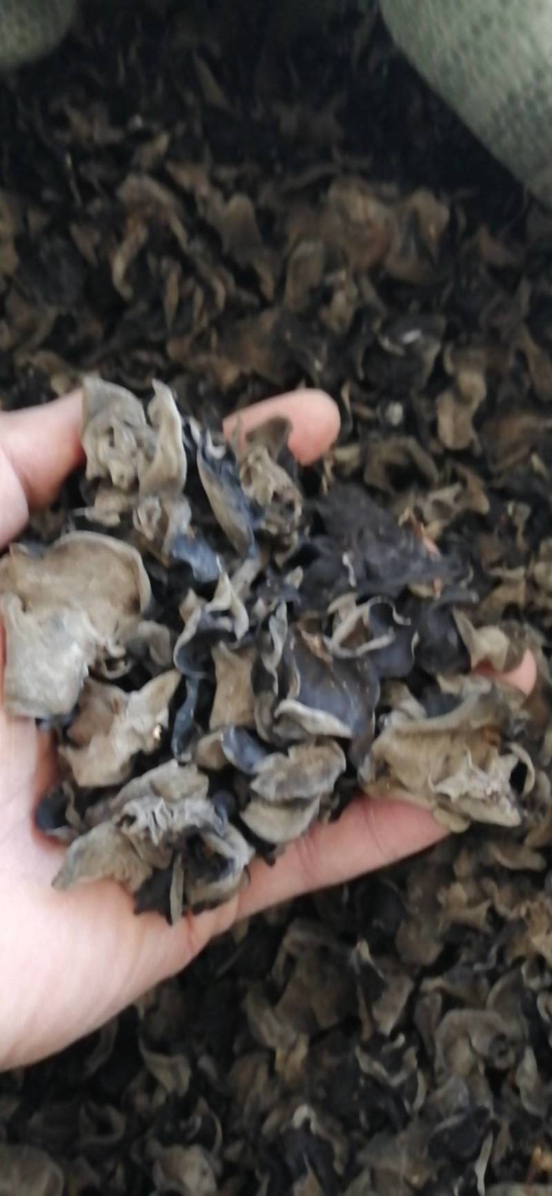 黑龙江省伊春市汤旺县，黑木耳