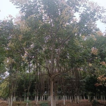 栾树，4年树冠，黄土土球，挖树、包装、装车一条龙服务
