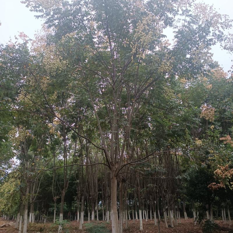 栾树，4年树冠，黄土土球，挖树、包装、装车一条龙服务