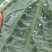 60%烯啶虫胺呋虫胺水稻稻飞虱果树蔬菜蚜虫蓟马白粉虱