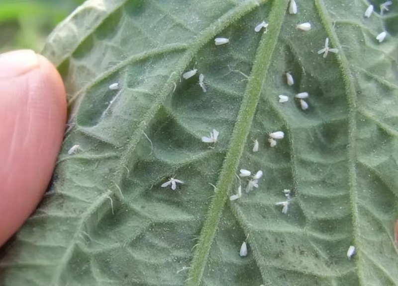 60%烯啶虫胺呋虫胺水稻稻飞虱果树蔬菜蚜虫蓟马白粉虱