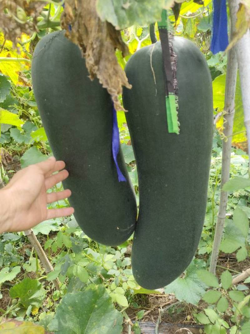黑皮冬瓜（15斤起步，基地供货50万斤，10000斤起批